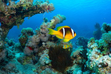 Clownfish in the Red Sea, Egypt.