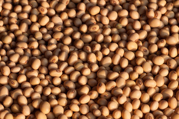soybean