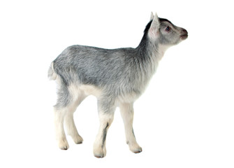 gray goat isolated