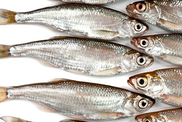 Small fishes background