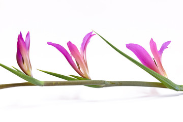 Gladiolo Italico - Gladiolus Italicus