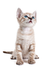 Little kitten isolated on the white background