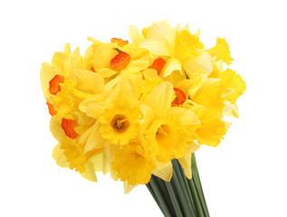 beautiful yellow daffodils isolated on white