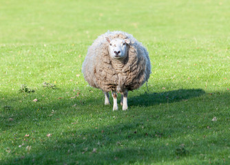 Obraz premium Large round sheep in meadow in Wales