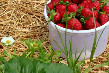 Strawberries in a bucket -2 - 40794777