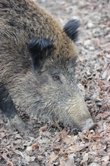 Wildschwein 