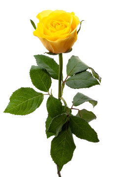 beautiful single yellow rose