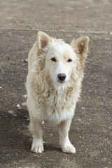 a stray dog ​​on the street