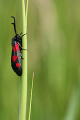 Moth