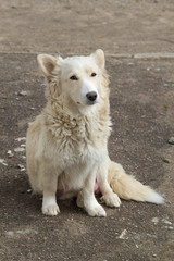 Obraz premium a stray dog ​​on the street