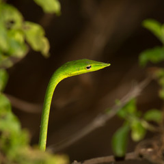 Green snake
