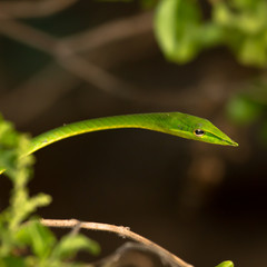 Green snake