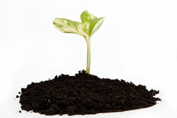 Green sprout from the earth on a white background.