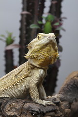 iguana