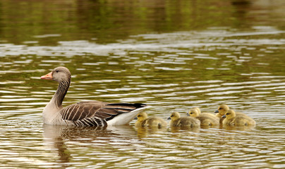 Gänse Nachwuchs