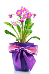 Beautiful purple primrose in a flowerpot isolated on white
