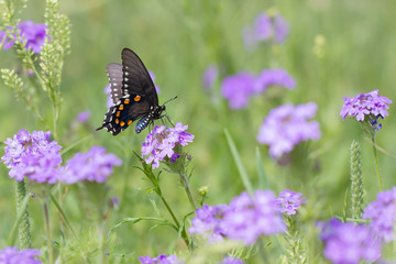 Pipevine Swallowtail © Cindy Green