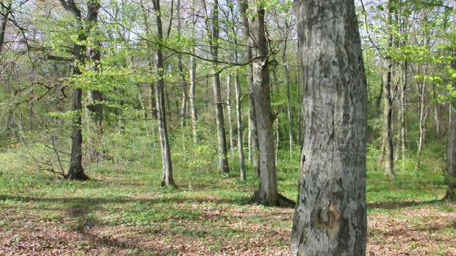 Mischwald