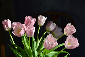 Tulpen