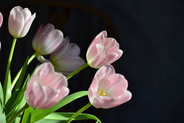 Naklejka premium Tulpen