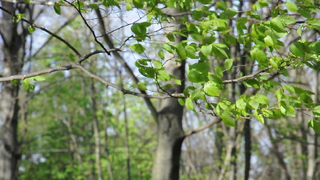 Wald