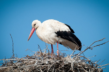 white stork ( ciconia ciconia ) standingin a nest