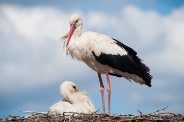 Two white storks ( ciconia ciconia ) standingin a nest