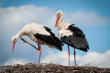 two storks sitting in a nest
