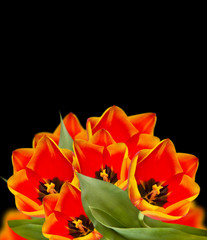 red tulips - beautiful flowers on black background