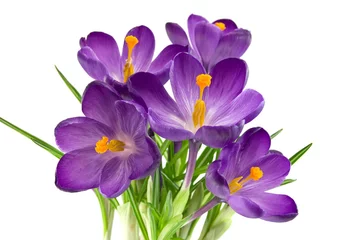 Fotobehang Krokussen Mooie violette krokus die op wit wordt geïsoleerd