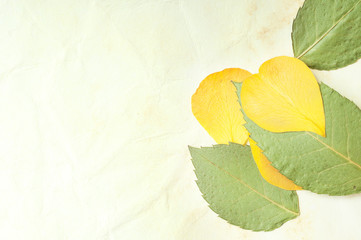 Rose leaves on the old paper background