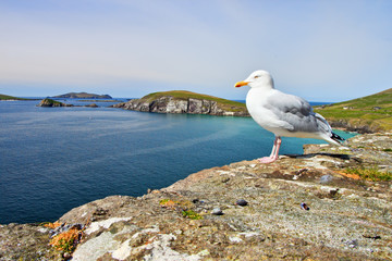 Seagulls on the irish coast - Co. Kerry,  Peninsula in Ireland.