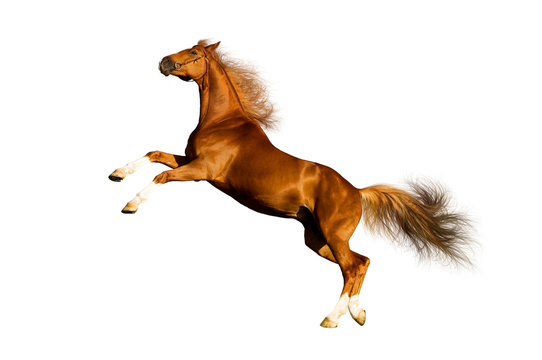 Fototapeta Chestnut horse isolated on white background