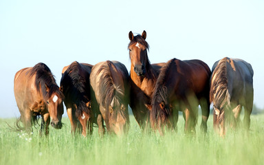 Fototapeta premium Grupa dzikich koni w polu w godzinach porannych.