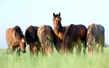 Foto op Plexiglas Groep wilde paarden in het veld & 39 s ochtends. © Alexia Khruscheva