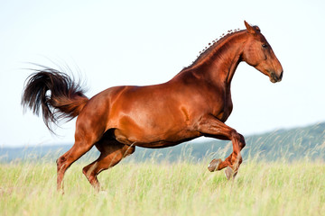 Chestnut horse runs gallop in field