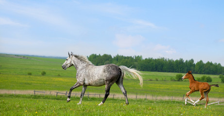 Mare and foal gallops in field at summer
