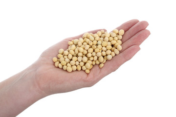 Agricultural concept, isolated hand with soybean
