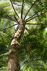 Baumkrone im Regenwald