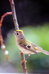 paruline