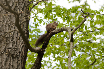 Fototapeta na wymiar Wiewiórka na drzewie