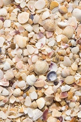 background of sea shells