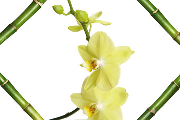 Orchid in bamboo frame