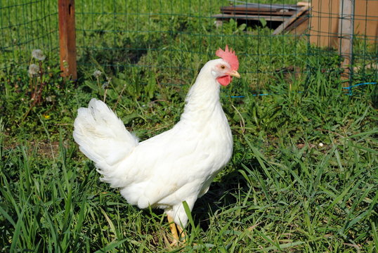 white hen walks in a green garden