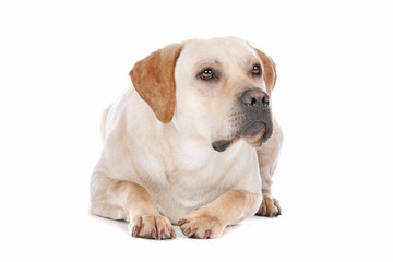 Obraz premium Labrador Retriever