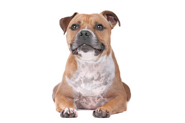 Obraz premium staffordshire bull terrier