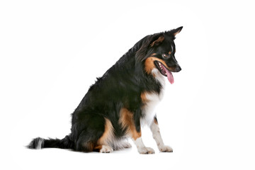 Fototapeta premium Border Collie