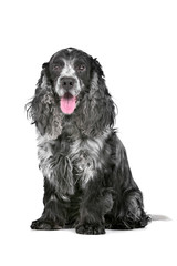 blue roan cocker spaniel