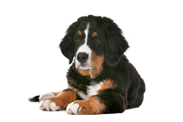 Bernese Mountain Dog puppy