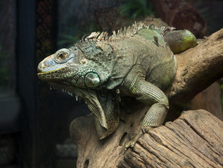 big iguana on the dried tree